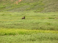 Moose in the Meadow